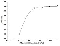 Mouse CD80 protein, human IgG1 Fc tag