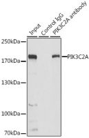 PI3 kinase C2 alpha antibody