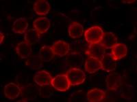 CD62L antibody [414]