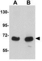KLHL15 antibody