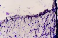 Endothelin B Receptor antibody