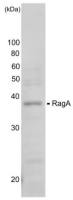 RRAGA antibody