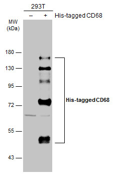CD68 antibody