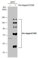 CD68 antibody