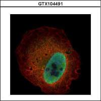 Kallikrein 6 antibody