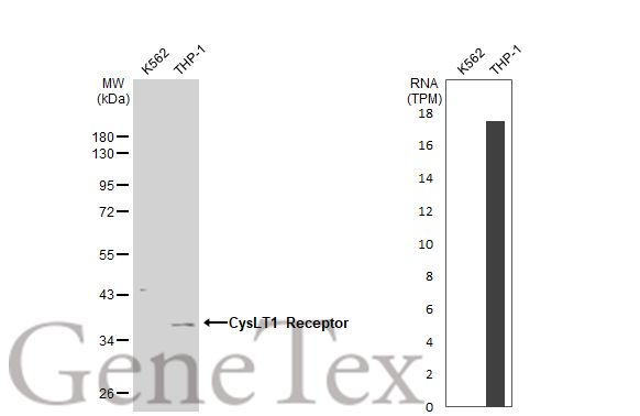 CysLT1 Receptor antibody [N1], N-term