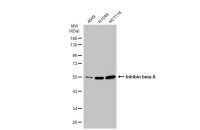 Inhibin beta A antibody