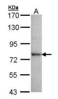 DDX41 antibody