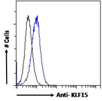 KLF15 antibody, N-term