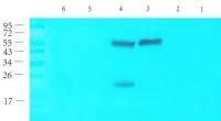 CD69 antibody