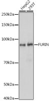 Furin antibody