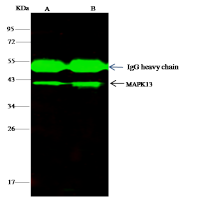 SAPK4 antibody