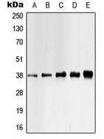 Casein Kinase 1 alpha (phospho Tyr321) antibody