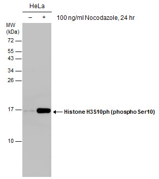 Histone H3S10ph (phospho Ser10) antibody