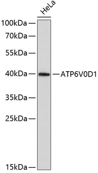 ATP6V0D1 antibody