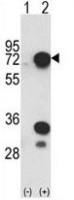 hnRNP L antibody, C-term