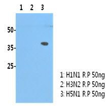 Avian Influenza A virus H5N1 HA (Hemagglutinin) antibody [AT2B7]