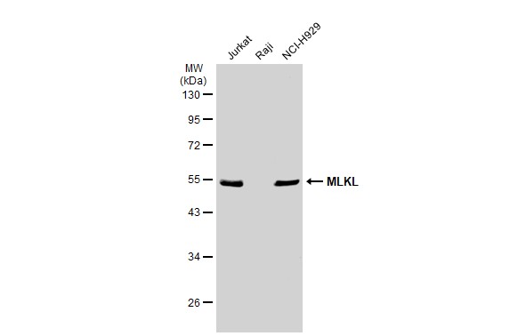 MLKL antibody [GT1191]