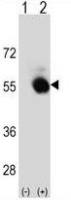 SELENBP1 antibody, C-term