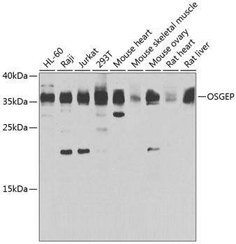 OSGEP antibody