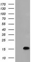 C15orf40 antibody [1D9]