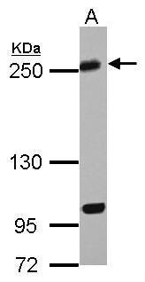KIF13A antibody [N3C1], Internal