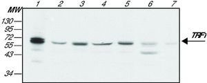 TRF1 antibody [TRF-78]