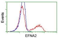 Ephrin A2 antibody [2D6]