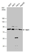 MUT antibody