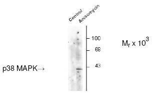 p38 MAPK (phospho Thr180/Tyr182) antibody