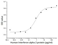 Human Interferon alpha 2 protein (active)