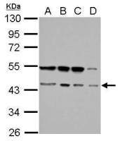 RBM22 antibody