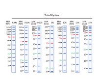 Trident Prestained Protein Ladder (High Range)
