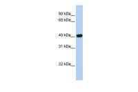 Coxsackie Adenovirus Receptor antibody, N-term