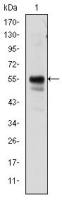 RUNX1 antibody [5A1]