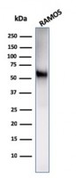 CD86 antibody [C86/2160R]
