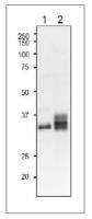 Leaf FNR antibody