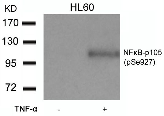 NFkB p105 (phospho Ser927) antibody