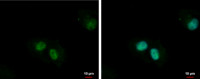 ZNF266 antibody