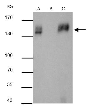 mCherry antibody