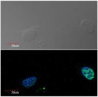 Ki67 antibody [Ki-67]