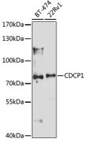 CDCP1 antibody