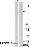 MRPS16 antibody