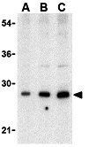 BAP29 antibody