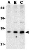 BAP29 antibody