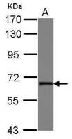 PUF60 antibody
