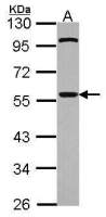 CDC20 antibody