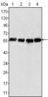 Vimentin antibody [4F2E9]