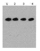 DDDDK tag antibody [F.G2]