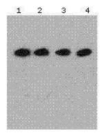 DDDDK tag antibody [F.G2]